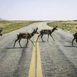 Antelopes on Antelope Island, Utah.