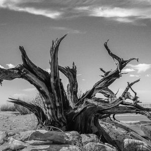 Tree stump in the desert.