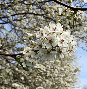 Blossoms.